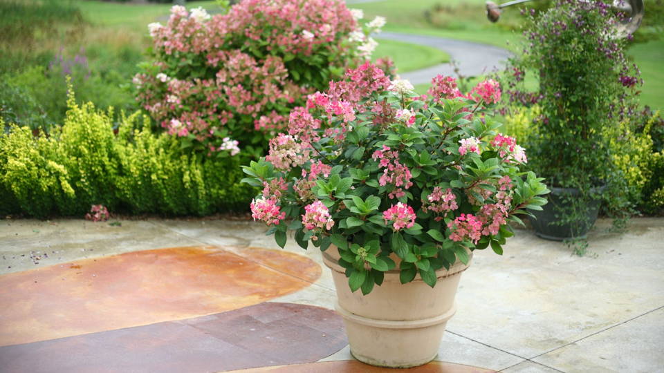 The Dos & Don'ts Of Growing Hydrangeas In Containers
